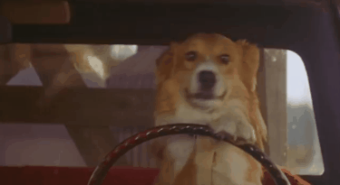 A dog is driving a truck and jumps out just before it hits a wall