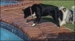 A fluffy collie holds the tail of a sleek black collie while she tries to get a tennis ball out of a swimming pool, she eventually manages it.